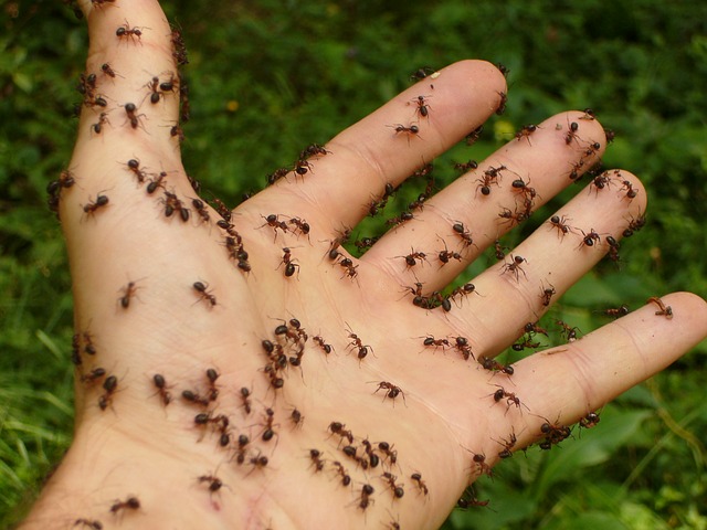 důmyslní mravenci