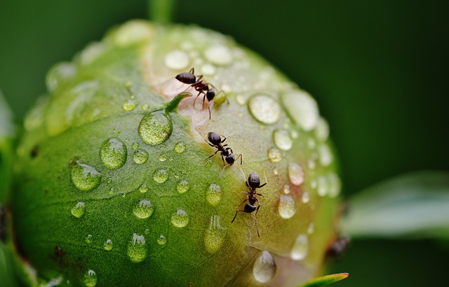 mravenci na květině