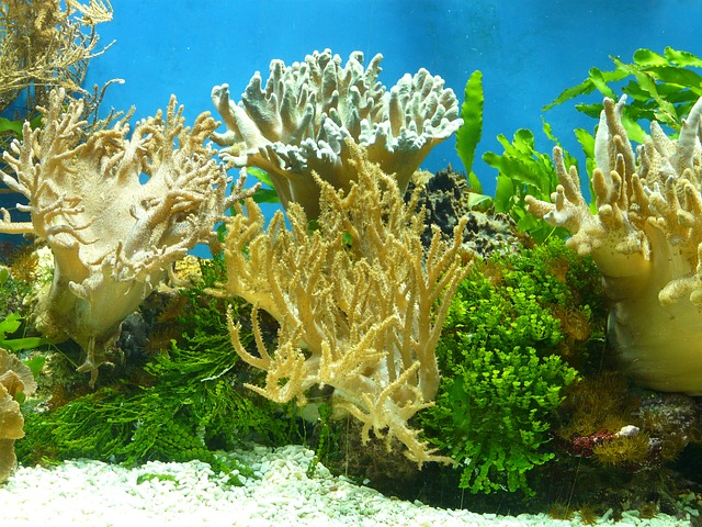 korál v moři